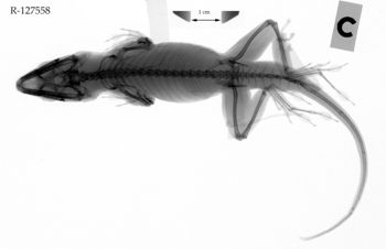 Media type: image;   Herpetology R-127558